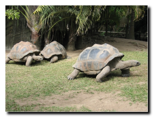 20 Galapagos Schildis